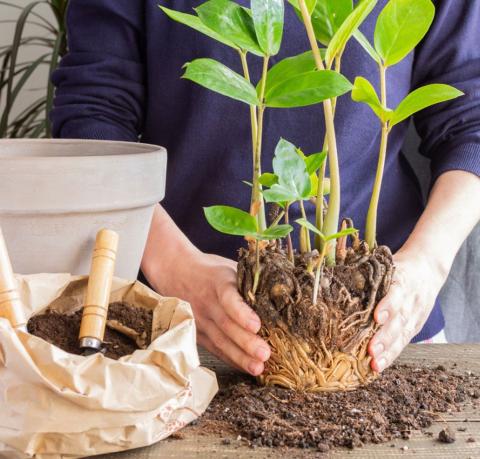 image of a person's hands holding a bare root houseplant with a pot and soil nearby