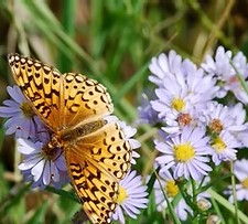 image of a butterfly and flowers