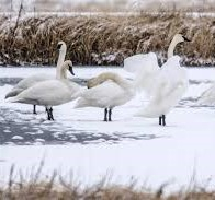 image of swans standing on a snowy river bank