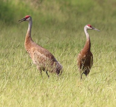 image of two sandhill cranes standing in tall grass