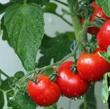image of tomatoes growing on a vine