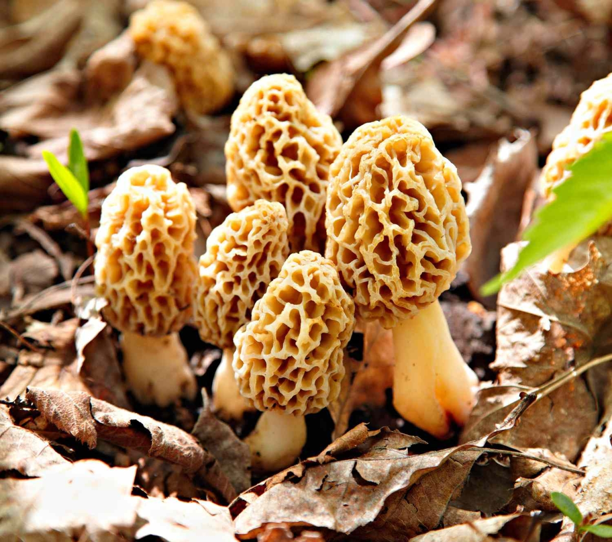 image of morel mushrooms growing in the forest