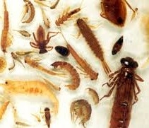 image of an array of macroinvertebrates