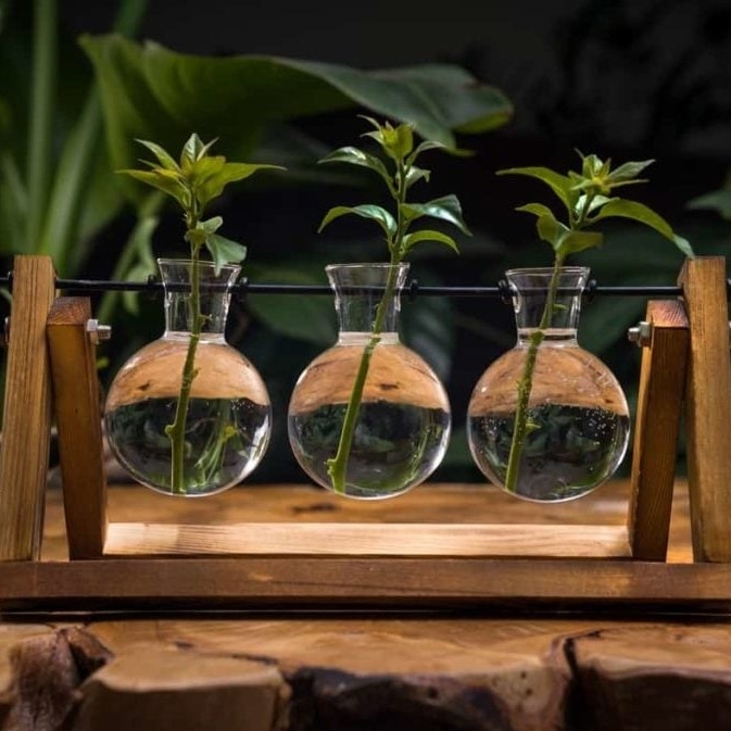 image of a small propagation station with three jars 