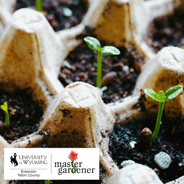 image of seedlings with the logo for UW Extension Master Gardeners